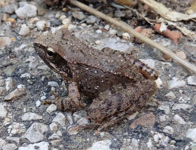Rana italica